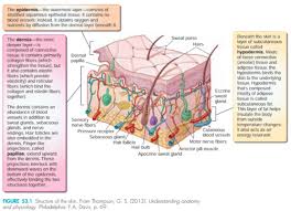 Chapter 53 Integumentary System Function Assessment And Therapeutic Measures Flashcards Quizlet
