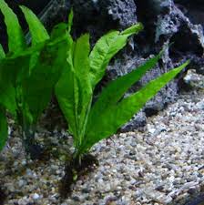 Tumbuhan satu ini memang sangat cocok untuk ditanam di dasar kaca akuarium. Cara Menanam Dan Menumbuhkan Moss Aquascape Design Jakarta
