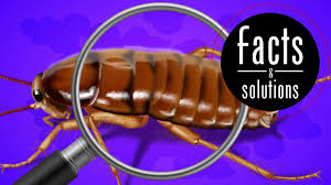 South carolina, known as the palmetto state, could avoid using excessive amounts of mulch in your landscaping. How To Deal With A Baby Palmetto Bug Cockroach Facts