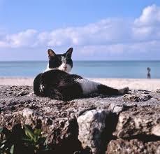 все породы кошек с фотографиями и названиями по алфавиту Photogenicfelines Cat Day Cats Feline