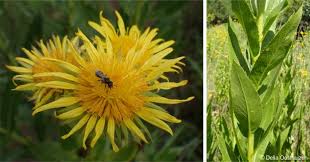 Image result for Berkheya
