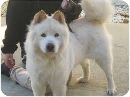 Well you've found the right place! Sacramento Ca Samoyed Meet Jaz A Pet For Adoption