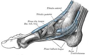 Tibialis Posterior Muscle Wikipedia