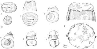 Image result for Xylopia tenuipetala