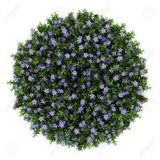 Top View Flower Png Google Search Trees Top View Shrubs For Landscaping Flowering Trees