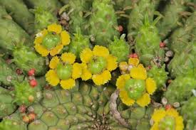 Image result for Euphorbia eylesii