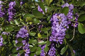 Sophora secundiflora (texas mountain laurel) is a wonderful evergreen shrub which breaks forth in february and march with showy purple blossoms whimsically smelling like grape bubblegum or perhaps koolaid. How To Grow Texas Mountain Laurel Gardener S Path