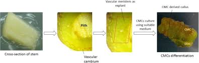 Here, we show how stem cells of the arabidopsis shoot apical meristem and their nascent daughter cells suppress infection by cucumber. Plant Stem Cells What We Know And What Is Anticipated Springerlink