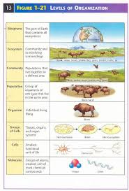 Levels Of Biological Ecological Organization Levels Of Organization Biology Biology Worksheet Learn Biology