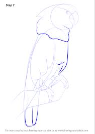 Start by drawing a straight line. Learn How To Draw A Umbrella Cockatoo Parrots Step By Step Drawing Tutorials