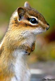 Dreamstime is the world`s largest stock photography community. Hello Cute Lil Chipmunk I Want You Super Cute Animals Cute Animals Animals