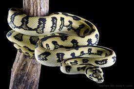 Jungle X Jaguar Carpet Python Pet Snake Python Snake Lovers