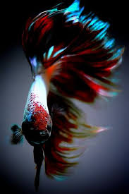 Pin By Grainne G On Animals Betta Fish Betta Fish