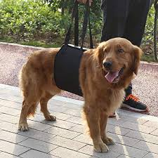 Acquisti facili e veloci, pagamento sicuro! Cane Anziano Accessori Che Aiutano Fido A Vivere Meglio Consigli It