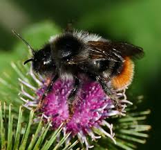 Image result for Bombus rupestris