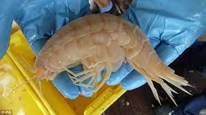 You can also download the application to submit a potential record, learn about. World S Biggest Prawn Discovered As Scientists Find 11 Inch Crustacean In Deep Sea Daily Mail Online
