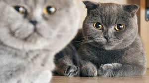 Graue Katze Und Kater Auf Dem Boden Graue Katzen Katzen Kater