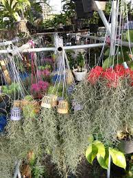 We did not find results for: Bunga Gantung Saifuldin Azhar Nursery Facebook