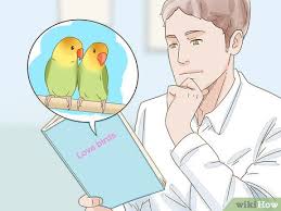 How To Breed Lovebirds 13 Steps With Pictures Wikihow