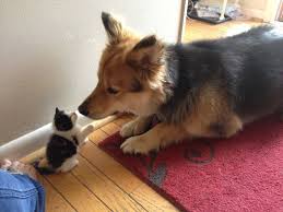 Cute Cat And Dog Friendship Cute Cats And Dogs Cute Animals Animals