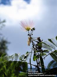Image result for Albizia zimmermannii