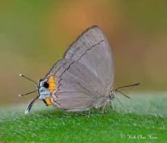 Pin By Rocio Tellez On Mariposas Animals Planet Earth Earth