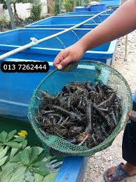 Cara budidaya lobster air tawar dikolam terpal. Pembekal Benih Udang Kara Lobster Ketutu Keli Tilapia Haruan Lobster Udang Kara Air Tawar