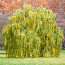 Fast growing trees creating windbreaks with the bigfoot hybrid willow. Weeping Willow Shade Trees For Sale Fastgrowingtrees Com