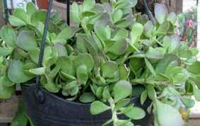 Pin On Plants