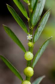 Image result for Phyllanthus friesii