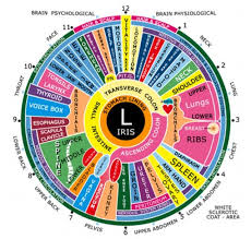 iridology left eye health chart iridology chart health