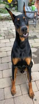 Find your puppy in the want ad digest today, browse through hundreds of dogs and puppies or list yours today!! Braveheart Loyalheart Doberman Pinscher Breeder In New York