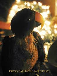 Mr Gogo Looking At The Pretty Lights Pretty Lights Parrot Animals