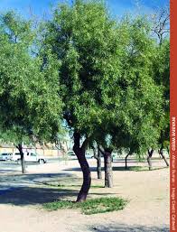 It is susceptible to texas root rot. Invasive Plant African Sumac