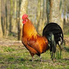 The head rooster will lead off in the crowing, followed by his subordinates. Why Do Roosters Crow Potential Reasons How To Minimize It Know Your Chickens