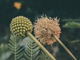 Image result for Metteniusaceae