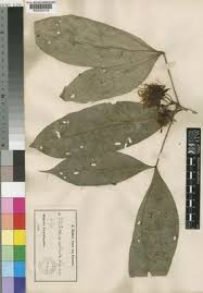 Image result for Ritchiea