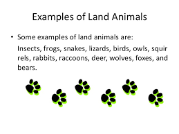 A food web is all of the food chains in an ecosystem. Terrestrial And Aquatic Food Chains