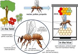How to spot an asian hornet. Pharmacophagy And Pharmacophory Mechanisms Of Self Medication And Disease Prevention In The Honeybee Colony Apis Mellifera Springerlink