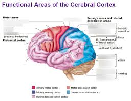 The wrinkled outer surface that covers the majority of the brain is the cerebral cortex. Functional Areas Of The Cerebral Cortex Diagram Quizlet