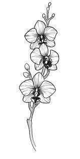 Orchid Flower Tattoos Garden Design Orchid Flower Tattoos Orchid Drawing Orchid Tattoo