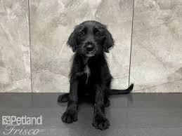The mission of doodle dandy rescue is to rescue, rehabilitate & rehome doodle dogs in crisis so that they are adoptable into safe and loving homes in texas. Labradoodle Puppies Petland Frisco Tx