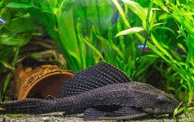 10 common species of plecostomus pleco types care guide