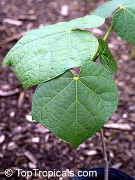 Image result for Firmiana