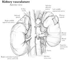 Anatomy Kidney Renal Artery Renal Vein And Ureter Kidney Anatomy Anatomy Images Kidney