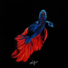 Each companion animal is different in shape, color, and personality. Acrylic Painting Blue And Red Betta Fish Original Painting Acrylic On Board Buy Paintings