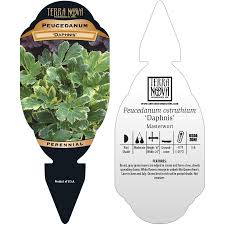 Image result for Duosperma nudantherum