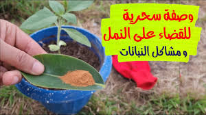 أزهار ديبلادينيا و مانديفيلا جميلة و على غرار دولاب الموازنة. Ø£Ø¬Ù…Ù„ Ù†Ø¨ØªØ© Ù…Ø²Ù‡Ø±Ø© Ù…ØªØ³Ù„Ù‚Ø© Ù…Ø§Ù†Ø¯ÙŠÙÙŠÙ„Ø§ Ø£Ùˆ Ø¯ÙŠØ¨Ù„Ø§Ø¯ÙŠÙ†ÙŠØ§ Mandevilla Ø§Ùˆ Dipladenia Youtube
