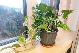 Image result for Epipremnum en casa