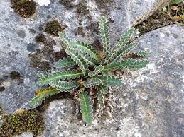 Image result for Blepharis reekmansii